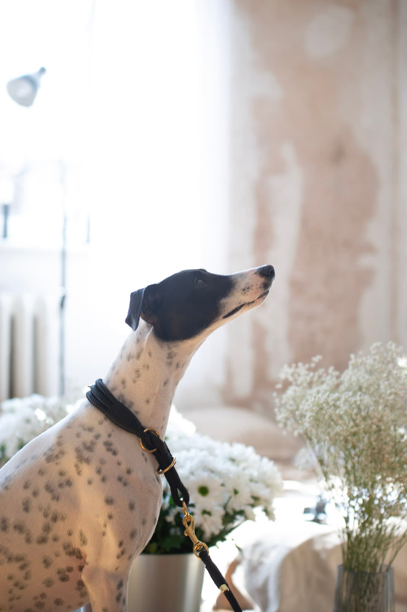 Whippet z zestawem Wuruki Black