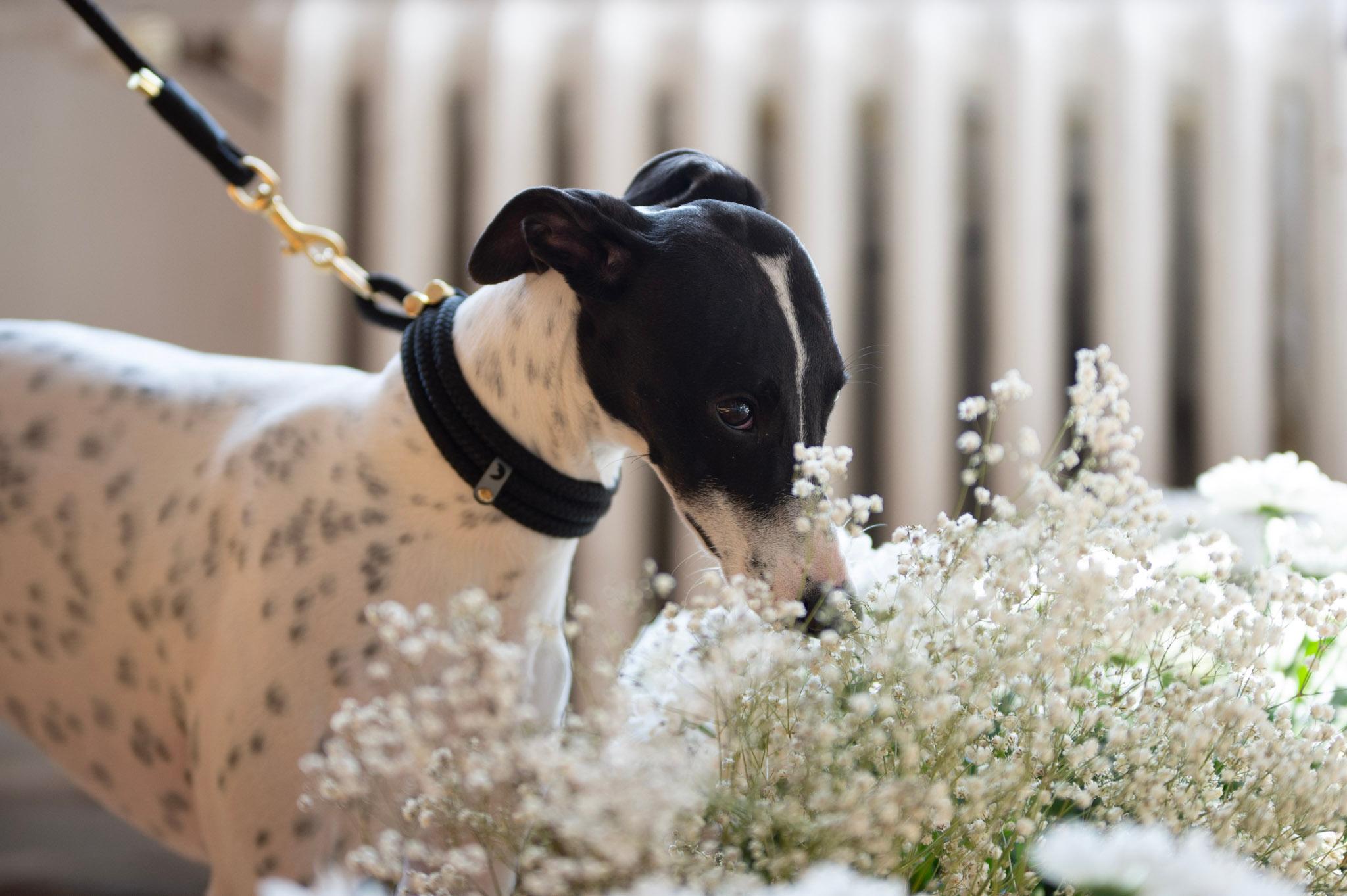 Whippet z obrożą linową Wuruki Black oraz smyczą linową Wuruki Black