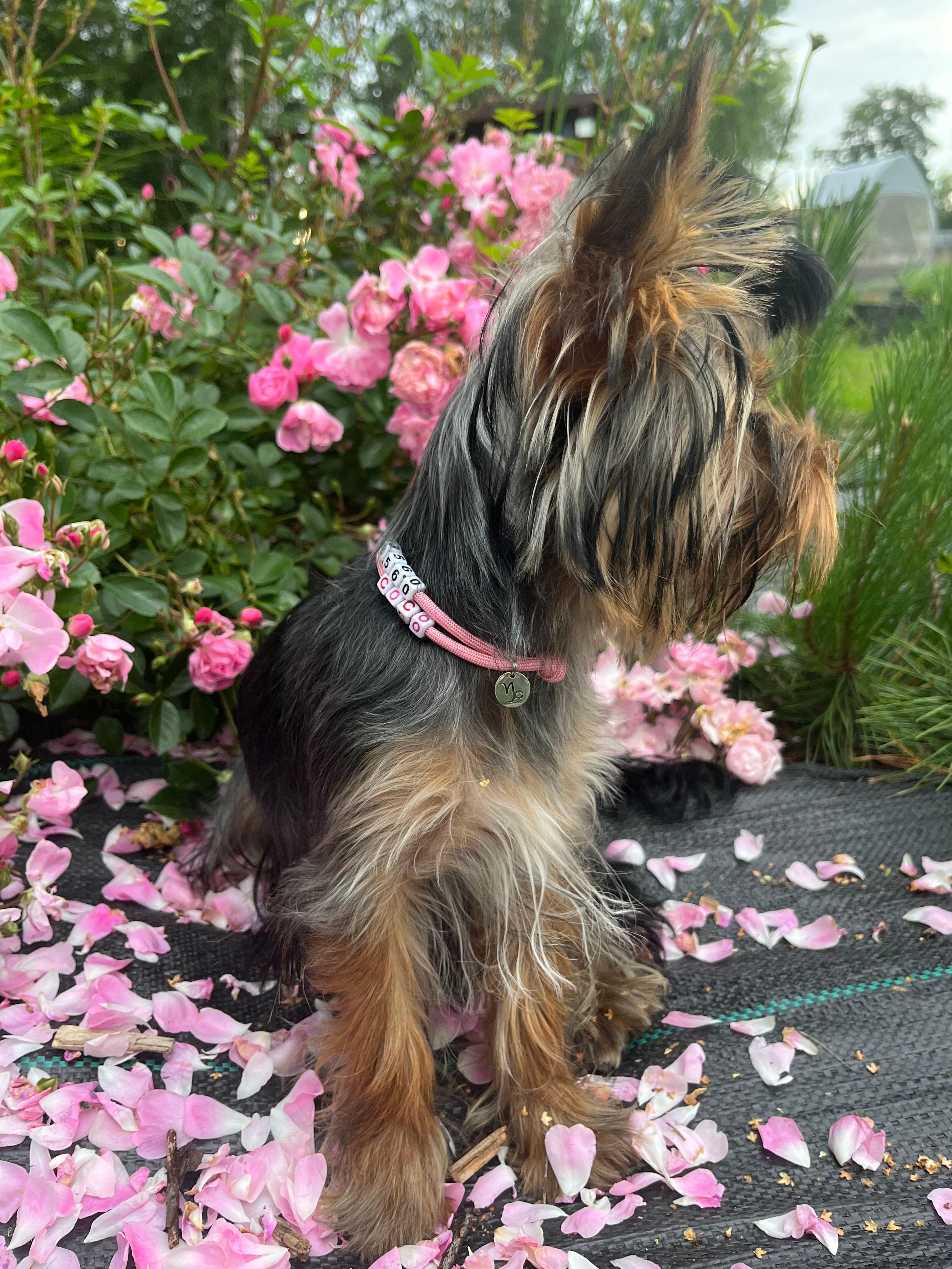 yorkshire terrier w pastelowej różowej adresówce